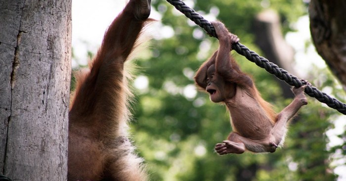 Tarzan was swinging on a rubber band