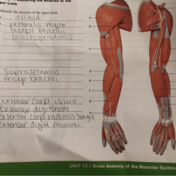 Limb muscle pgdn enter identify