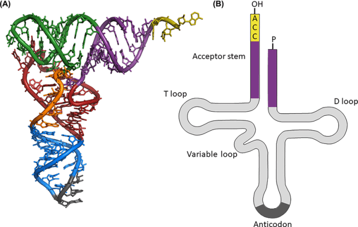 Label the structural features of the yeast phenylalanine trna