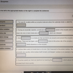 Complete the vocabulary exercise relating to enzymes