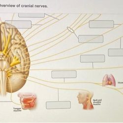 Art-labeling activity: overview of cranial nerves.