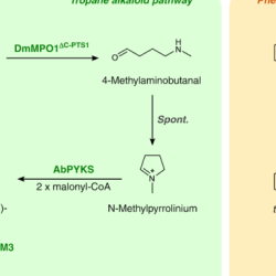 Trna synthetase ijms yeast structural phenylalanine aminoacyl