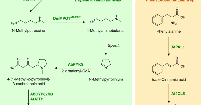 Trna synthetase ijms yeast structural phenylalanine aminoacyl