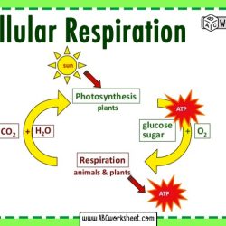 Cellular respiration and photosynthesis worksheet