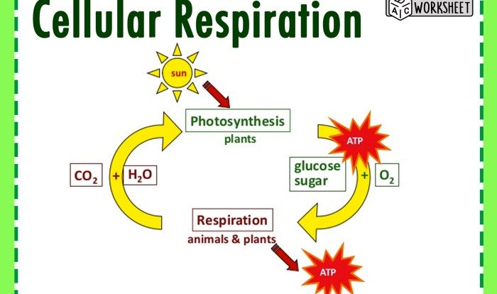 Cellular respiration and photosynthesis worksheet