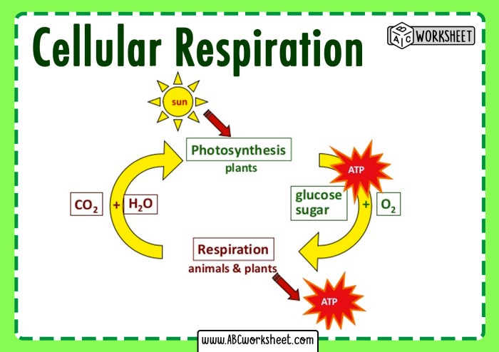 Cellular respiration and photosynthesis worksheet