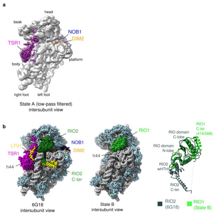 Structural yeast trna phenylalanine gpcrs