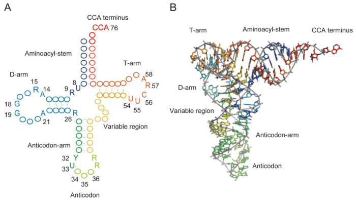 Label the structural features of the yeast phenylalanine trna