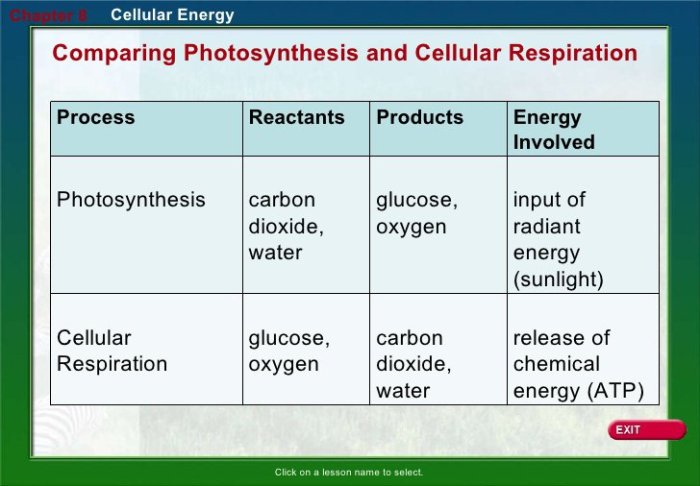 Cellular respiration and photosynthesis worksheet