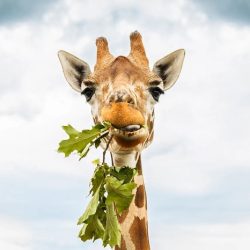 Are giraffes carnivores herbivores or omnivores