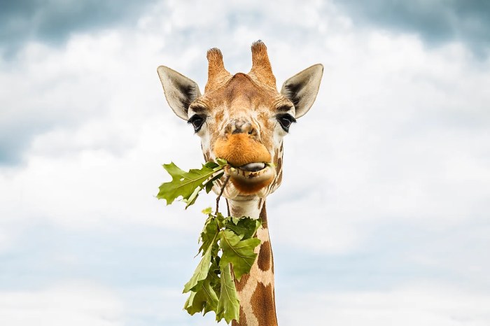 Are giraffes carnivores herbivores or omnivores