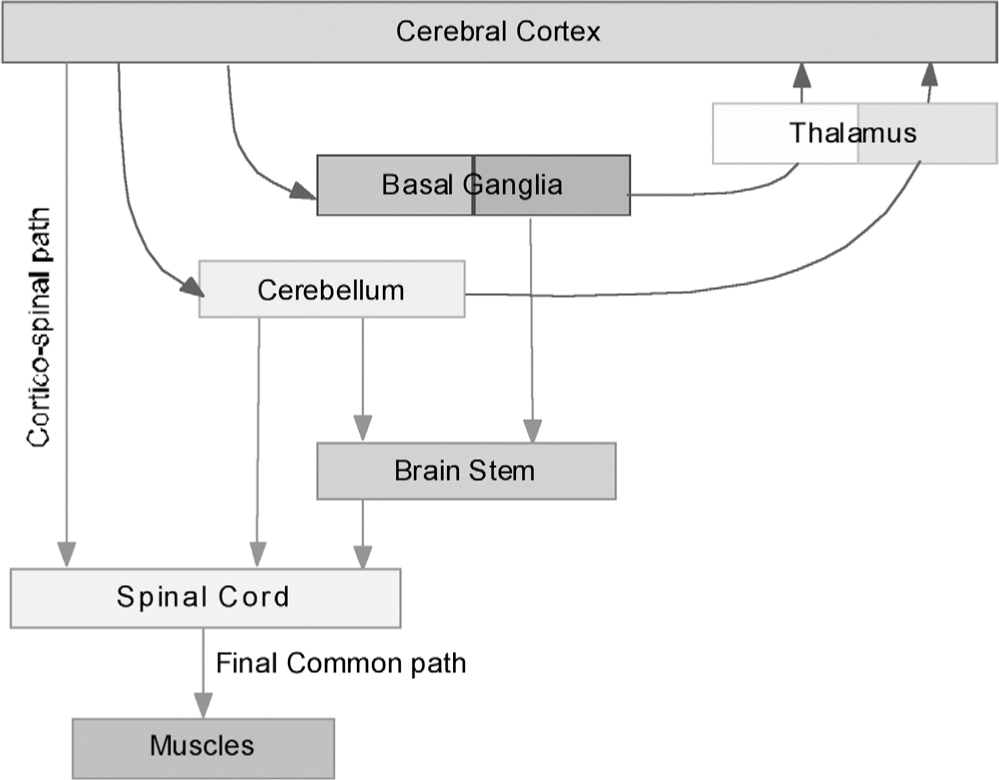 Art-labeling activity: overview of cranial nerves.